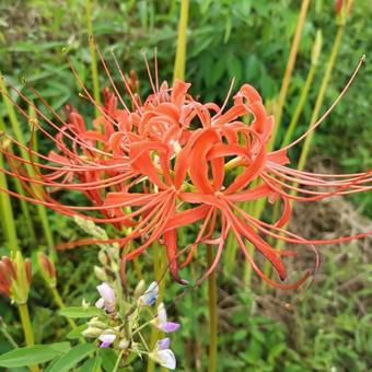 彼岸花と萩 彼岸花と萩の写真