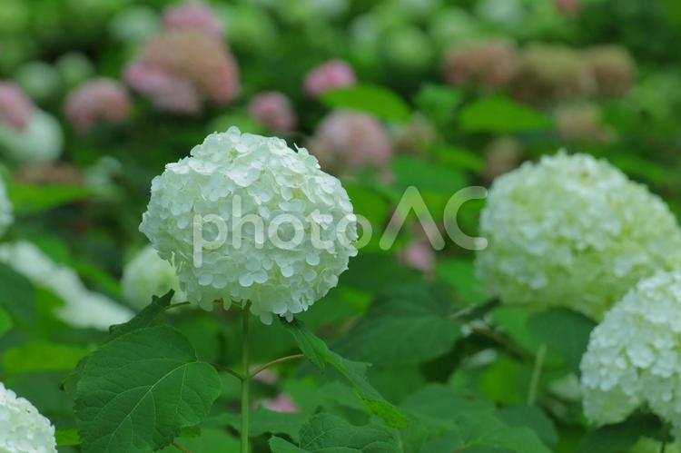 花模様ーアジサイーアナベル アナベル,花,アジサイの写真素材