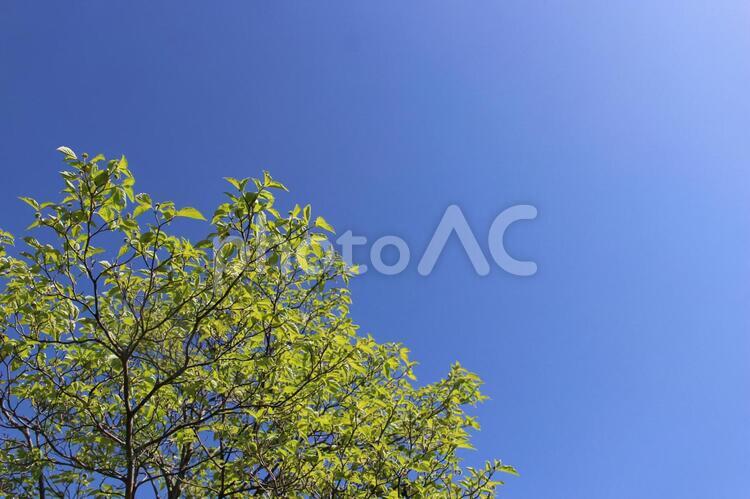 空と木 青葉,若葉,青空の写真素材