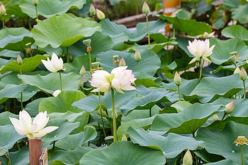 双頭蓮（双子の花） 双頭蓮,花,水生植物の写真素材