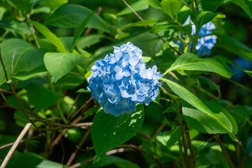 Blue hydrangea bathed in sunlight, JPG Blue hydrangea bathed in sunlight, JPG