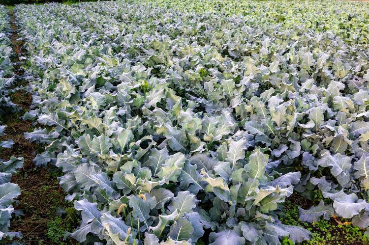 朝日に照らされるキャベツ畑 キャベツ畑,キャベツ,畑の写真素材