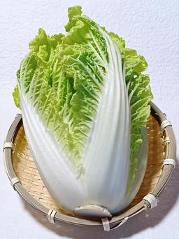 ミニ白菜 ミニ白菜,野菜,食材の写真素材