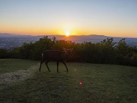 夕日と鹿が彩る若草山の絶景 夕日と鹿が彩る若草山の絶景 若草山,夕日,夕焼けの写真素材