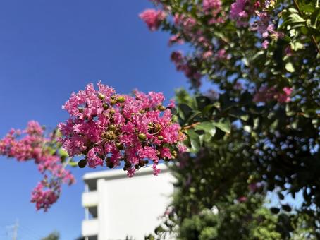 ピンクのサルスベリの花 横長 ピンクのサルスベリの花 横長の写真
