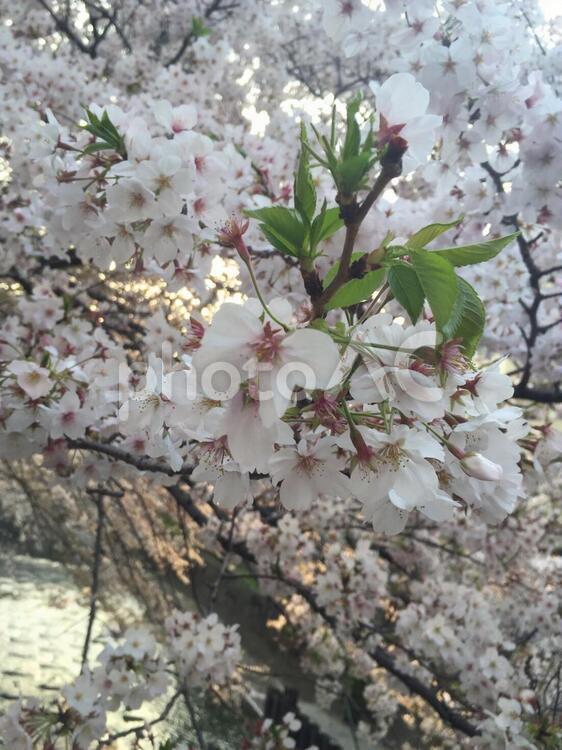 桜　神田川にて 桜,神田川,高田馬場の写真素材