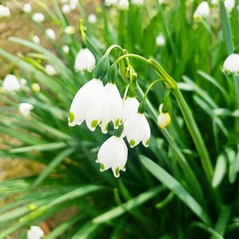 スノーフレークの写真