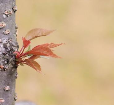 八重桜の若葉 八重桜の若葉の写真