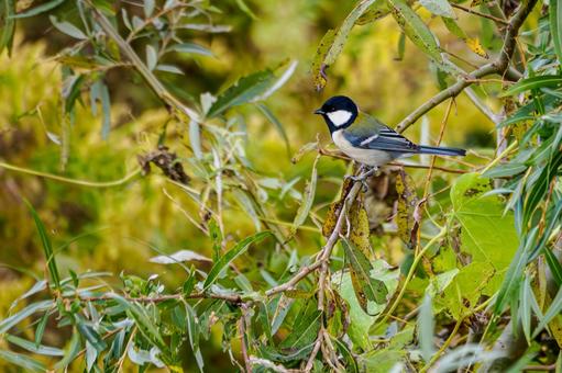 シジュウカラ(137) 野鳥,鳥,シジュウカラの写真素材