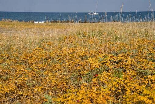 海岸と黄葉のハマナス ハマナス,黄葉,紅葉の写真素材