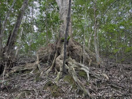 金作原の樹齢300年の木の写真