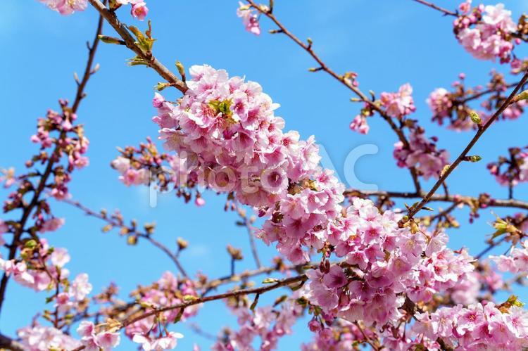 早咲きの河津桜 桜,河津桜,カワヅザクラの写真素材