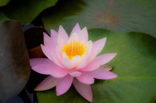 水面に咲くピンク色の美しい睡蓮の花 水面に咲くピンク色の美しい睡蓮の花 蓮池,ハス,蓮の花の写真素材