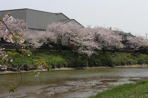 サクラと川 サクラと川の写真