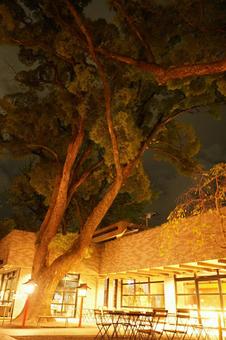 深夜の来宮神社境内のカフェと無名の巨木 深夜の来宮神社境内のカフェと無名の巨木の写真