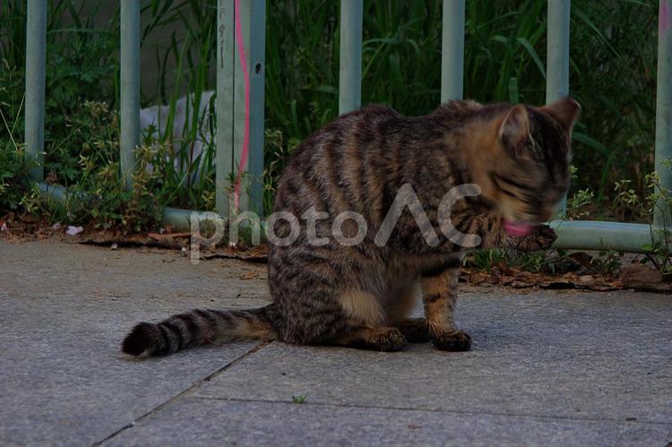 春のたそがれの公園猫 ネコ,猫,公園猫の写真素材