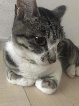 ぱっちり猫 ぱっちり猫の写真