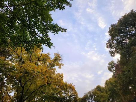 秋の紅葉　始まり　秋空　色づく木の葉　 秋空,秋,紅葉の写真素材