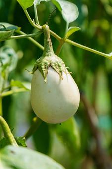 栽培家庭菜園で育つ白い茄子 栽培家庭菜園で育つ白い茄子 茄子,野菜,農業の写真素材