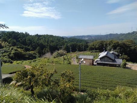 茶草場農法ビューポイント　茶畑　遠景 日本,静岡県,掛川市の写真素材