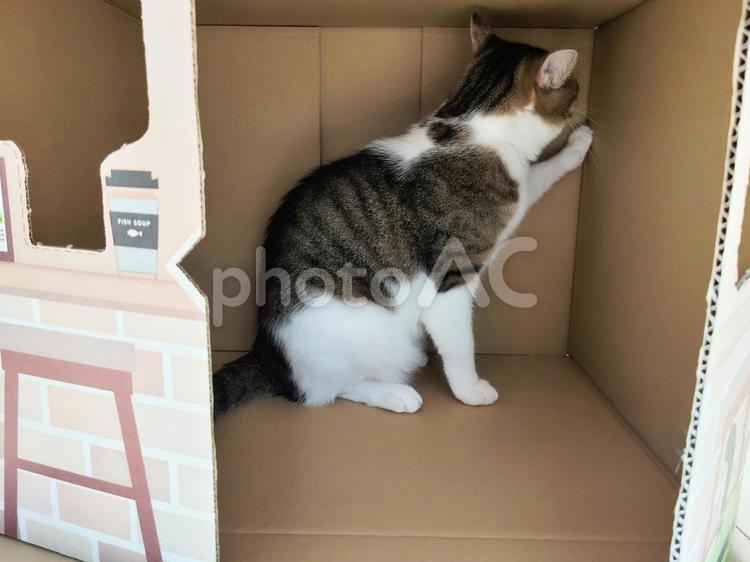 箱の中の猫 猫,ネコ,ペットの写真素材