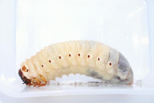 幼虫 カブトムシ 幼虫 カブトムシ カブトムシ,カブトムシの幼虫,幼虫の写真素材