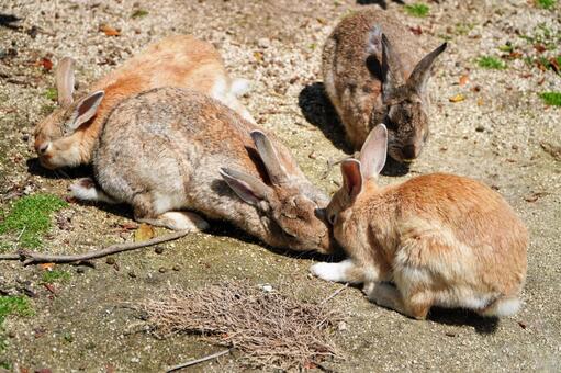 大久野島　野ウサギ735 うさぎ,ウサギ,動物の写真素材