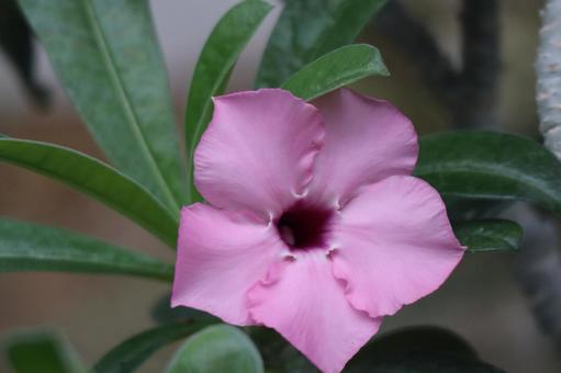 ピンクのアデニウムの花のアップ ピンクのアデニウムの花のアップの写真