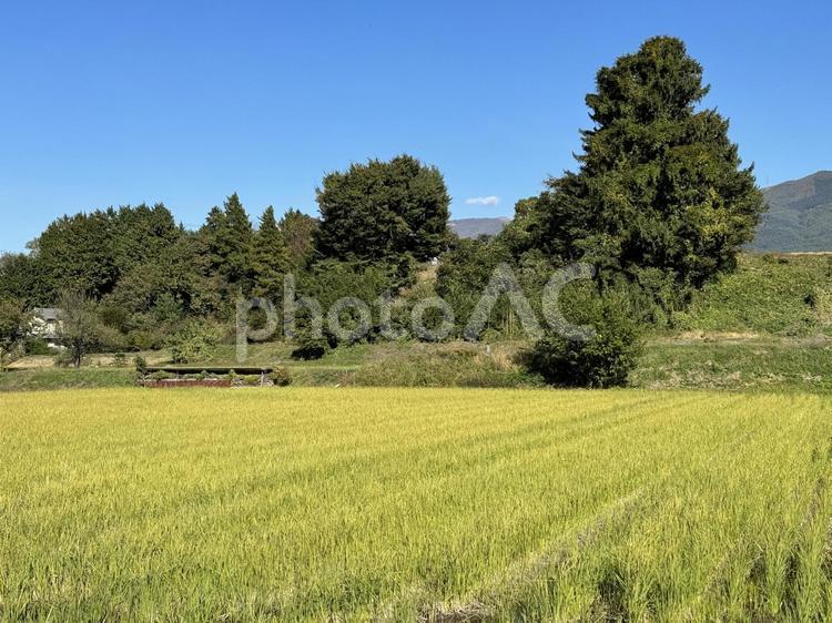 二番目の穂がでた田んぼ 田んぼ,水田,秋の写真素材