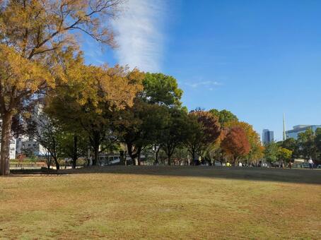 中之島公園ー芝生広場 中之島公園,芝生広場,紅葉の写真素材