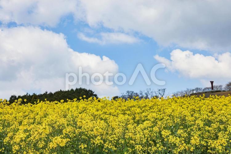 白木峰高原の菜の花 菜の花,花,満開の写真素材