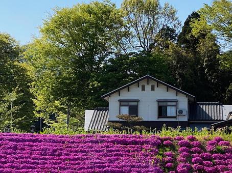 法面を覆う芝桜 法面を覆う芝桜 芝桜,法面,春の写真素材