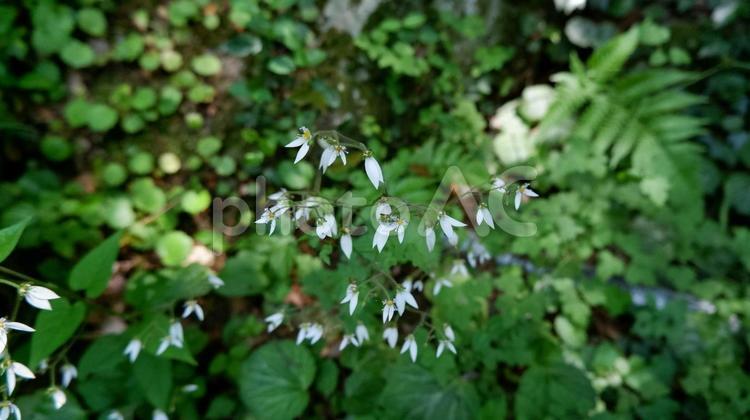 森の中のユキノシタ ユキノシタ,白い花,花の写真素材