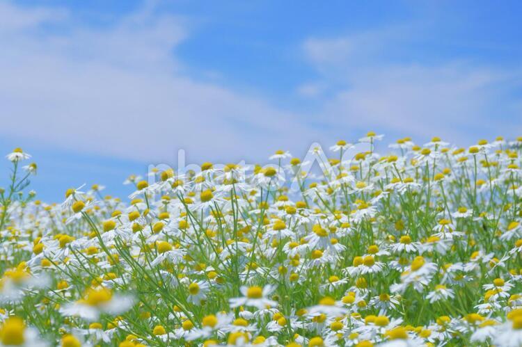 青空とカモミールの花畑 春,背景,カモミールの写真素材