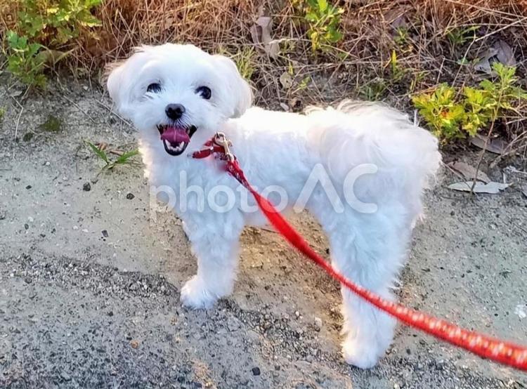 お散歩している犬 マルチーズ,犬,ドッグの写真素材
