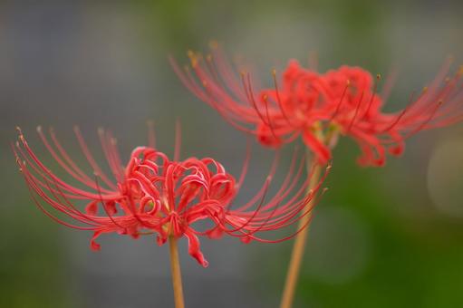 Red spider lilies on a green background, JPG