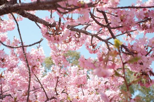満開の桜② 満開の桜②の写真