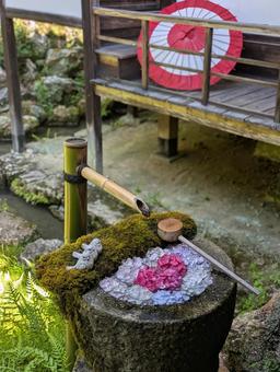 花手水 花手水 花手水,紫陽花,紫陽花まつりの写真素材