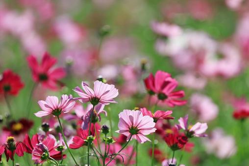 コスモス畑 コスモス畑 コスモス,こすもす,こすもす畑の写真素材