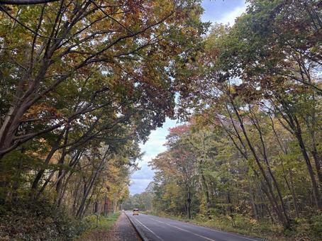 秋の訪れ22 もみじ,紅葉,落ち葉の写真素材