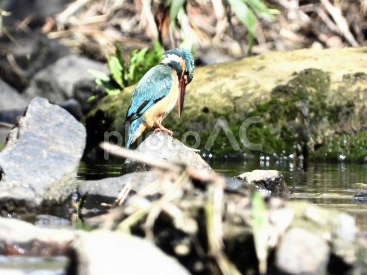 石の↑で毛繕いをするカワセミ 鳥,野鳥,カワセミの写真素材