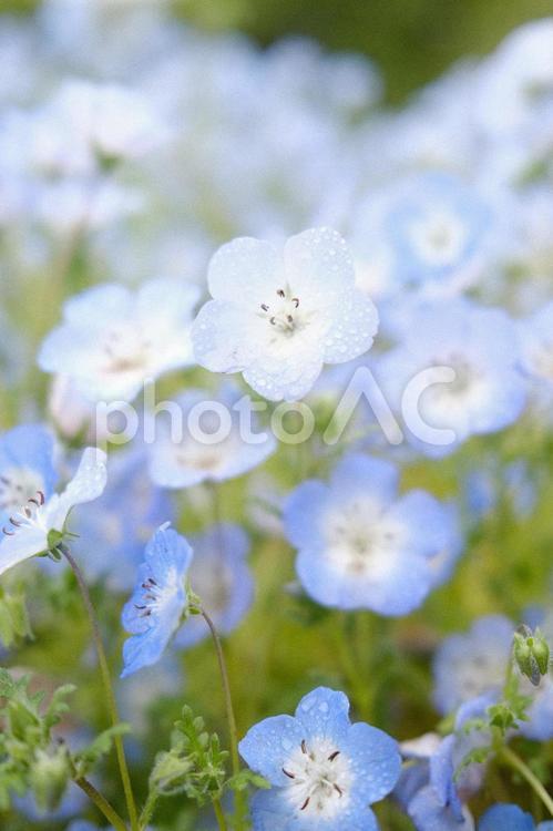 雨の日のネモフィラ ネモフィラ,青い花,blueの写真素材
