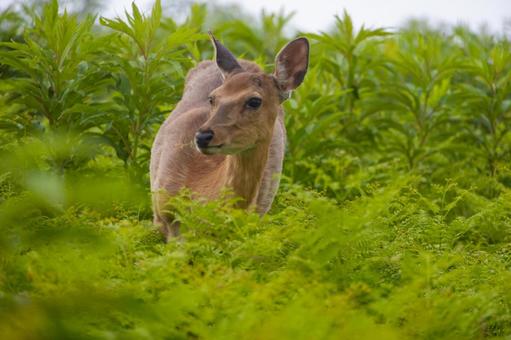 Photo, shiretoko nature center, ezoshima, eat food, 