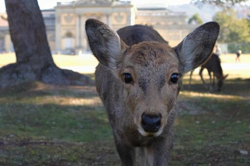 奈良の鹿　奈良県奈良市2　奈良国立博物館 奈良の鹿,鹿,奈良の写真素材