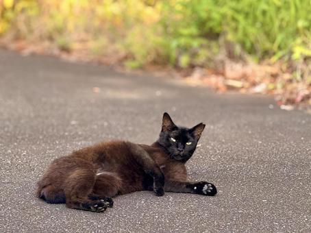 横になる黒猫 横になる黒猫の写真
