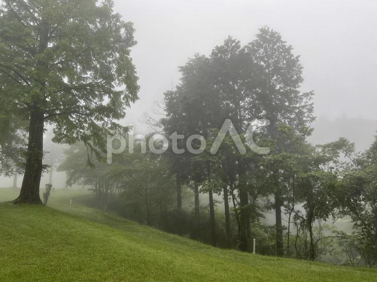 霧に包まれた緑豊かな丘陵地の公園風景 霧,濃霧,公園の写真素材