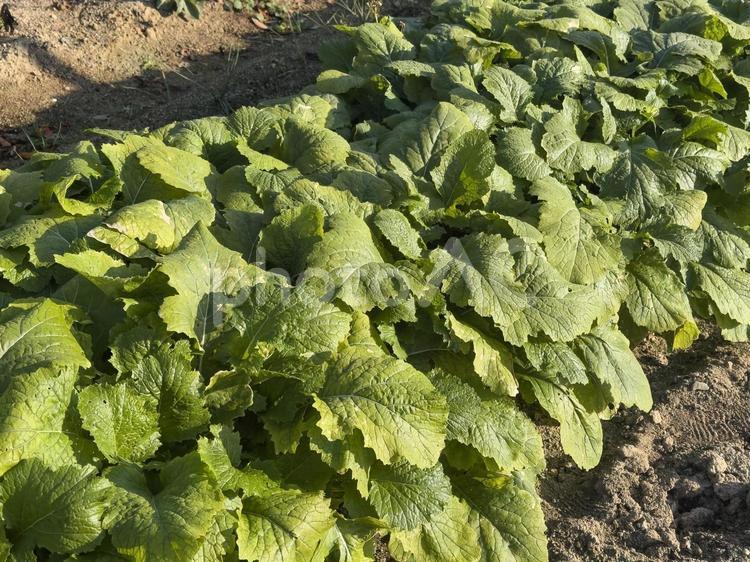 家庭菜園のカブ畑 カブ,野菜,カブ畑の写真素材