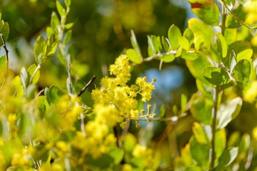 Golden flowers of silverleaf acacia, JPG Golden flowers of silverleaf acacia, JPG