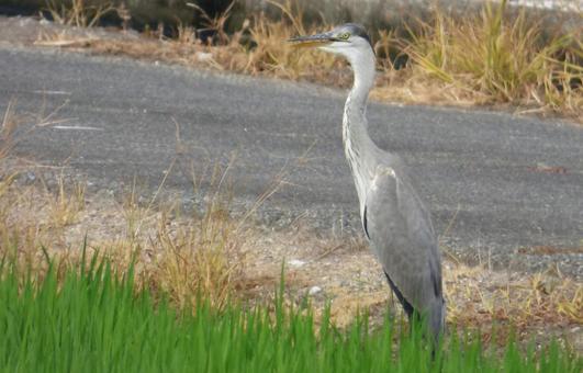 田のふちにサギが 野生動物,野鳥,鳥の写真素材