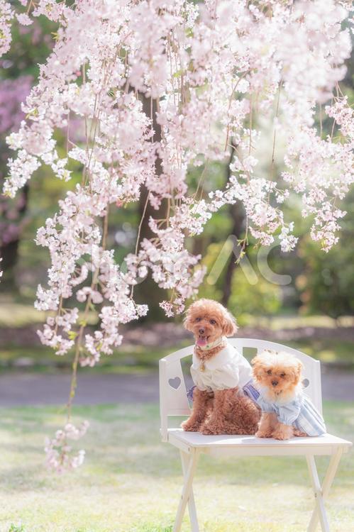 トイプードルと枝垂れ桜 トイプードル,トイプー,パピーの写真素材